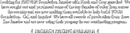 Looking for PROVEN foundation females