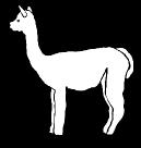 whitealpacaright2